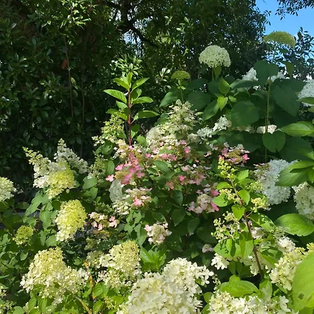 Maison Hortensia